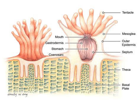 Coral Polyps | Coral Reef Alliance