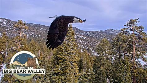 Big Bear Bald Eagle Wide View - Cam 2 - YouTube