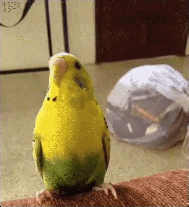 Cute Bird GIF - Cute Bird Parrot - Discover & Share GIFs