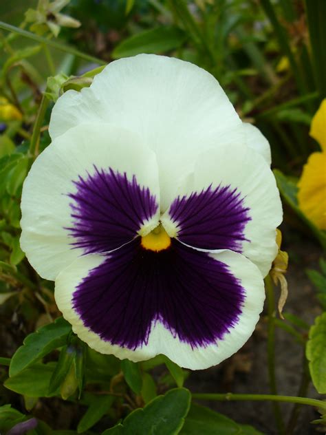 Viola Bloom - Pictures, News, Information from the web