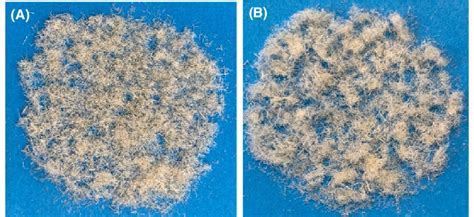 A, B Snapshots of the hemp fiber F (A) and the washed hemp fiber (WF ...