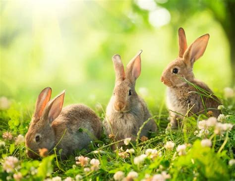 Bunny Stock Photos, Royalty Free Bunny Images | Depositphotos®