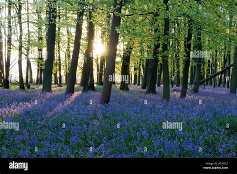 Ashridge Woods Bluebells Sunset - Buckinghamshire Stock Photo - Alamy