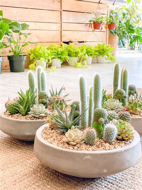 Indoor Cactus Garden Ideas