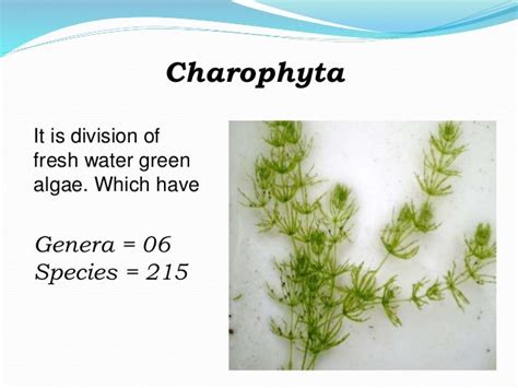 General Account of vChlorophyta & Charophyta