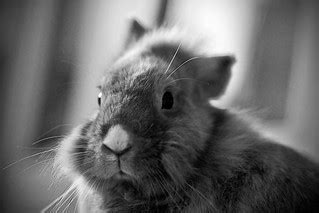 Bunny | jm2c | Flickr