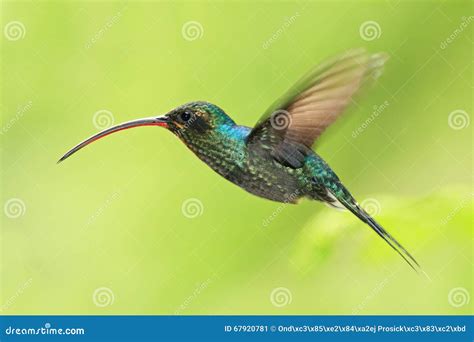 Hummingbird with Long Beak, Green Hermit, Phaethornis Guy, Clear Light Green Background, Costa ...