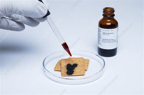 Iodine test for starch - Stock Image - C030/7158 - Science Photo Library