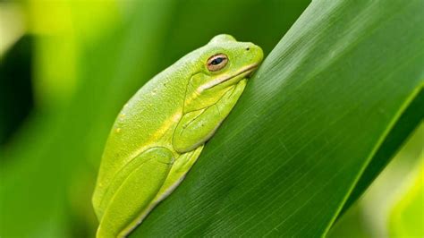 American Green Tree Frog Habitat: A GeoZoo Guide