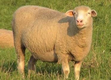 Exotic Sheep Breeds information Guide | Agri Farming