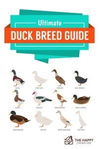 The Ultimate Duck Feeding Guide - The Happy Chicken Coop