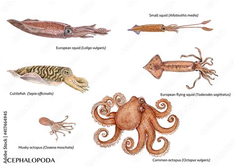 realistic illustrations of different species of cephalopoda: loligo ...