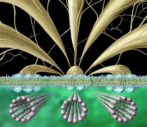 Cellulose Production Photograph by Russell Kightley/science Photo Library - Fine Art America