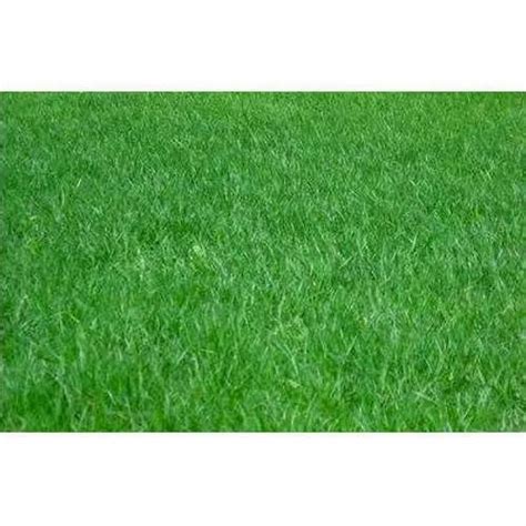 Green Carpet Lawn Grass at Rs 20/sq ft in Ahmedabad | ID: 4722460148