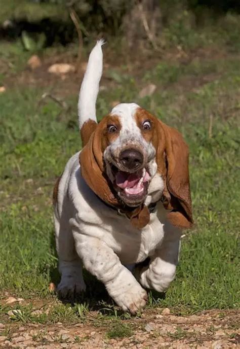 10 Realities That New Basset Hound Owners Must Accept - The Paws