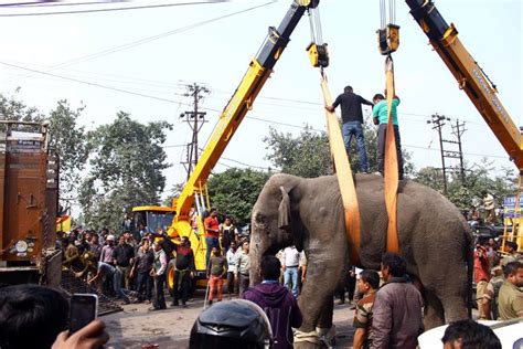 Wild Elephants Kill 5 People In India In Separate Attacks | HuffPost