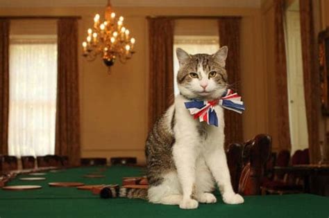 Larry The Cat Will Not Be Evicted From Downing Street - We Love Cats and Kittens