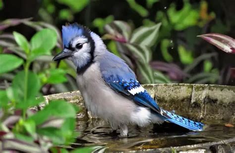 Blue Jay - Description, Habitat, Image, Diet, and Interesting Facts