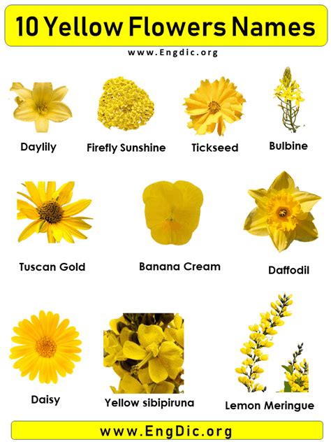 10 Yellow Flowers names with Pictures | Yellow flowers names, Small ...