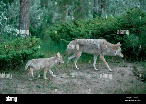 Coyote (Canis latrans) with young Stock Photo - Alamy