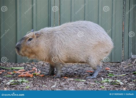 Capybara A Large Rodent Royalty-Free Stock Photography | CartoonDealer ...