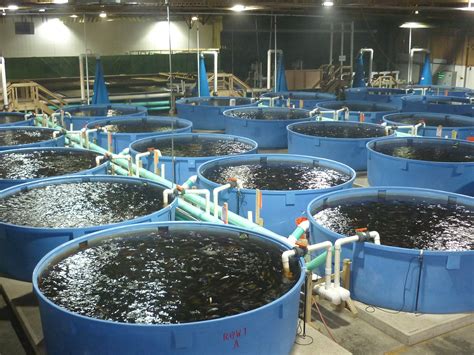 FISH FARMING AND PROCESSING BUSINESS PLAN IN NIGERIA