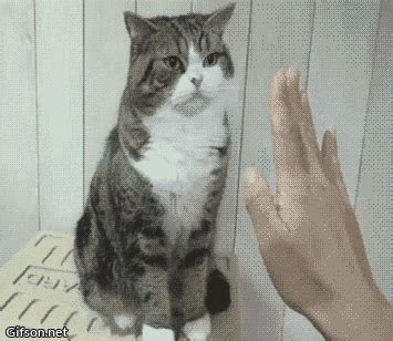 Hi Five Cat GIFs - Find & Share on GIPHY