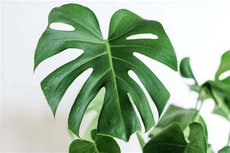 Natural & Organic Indoor House Plant Care | Plant Care Products