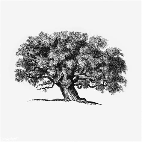 Vintage tree illustration | Free download under CC Attributi… | Flickr