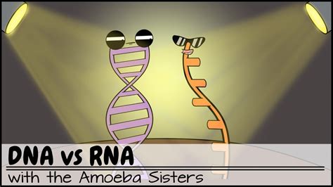 Amoeba Sisters Dna Vs Rna And Protein Synthesis - pic-flamingo