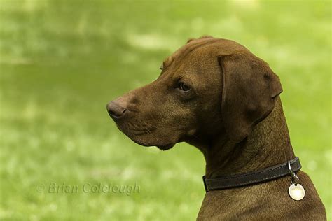 Vizsla Pictures and Informations - Dog-Breeds.com