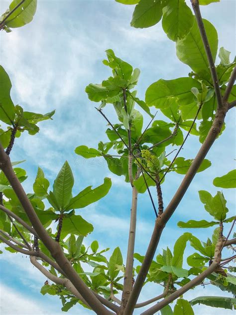 Ketapang Tree stock image. Image of view, blue, ketapang - 262883853