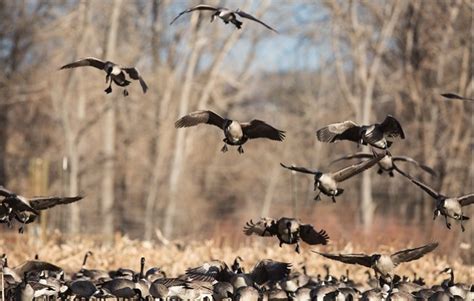 Best Shot Size for Ducks: Everything You Need to Know - Outdoors Accessory