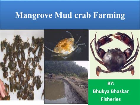 Mangrove Mud Crab Farming | PPT