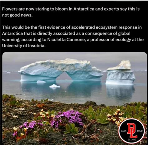 Antarctica's Blooming Flowers: Debunking The Viral Picture That Sparked Memes | Viral News ...