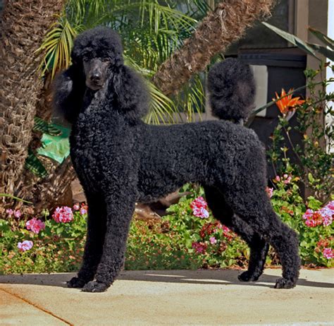 Standard Poodles, Standard Poodle Puppies Breeder California