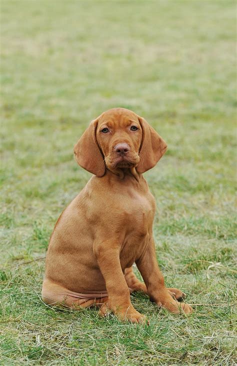 Hungarian Vizsla Dog Puppy Photograph by Waldek Dabrowski