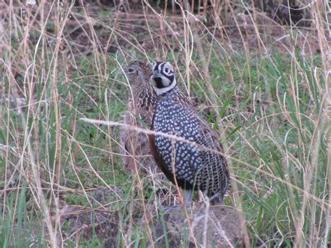 Home - Southern Arizona Quail Forever