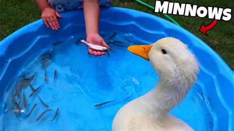 Feeding Baby Ducks Minnows! - YouTube