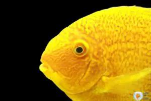 Gold Severums Care ( Must Known Facts )