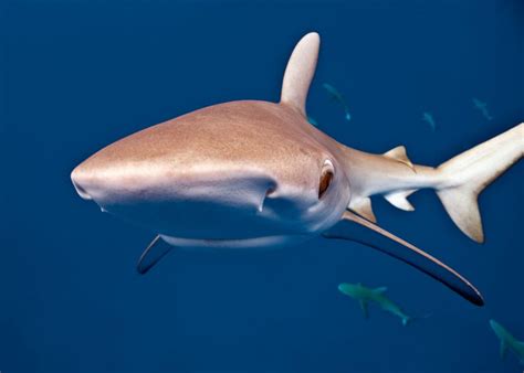 8 facts about The Galapagos Shark | Underwater360