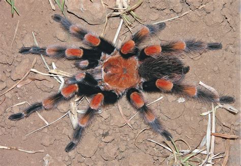 Female Brachypelma smithi (Mexican Red-knee Tarantula) in nr. Acapulco, Guerrero State, Mexico