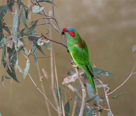 Musk Lorikeet on Behance