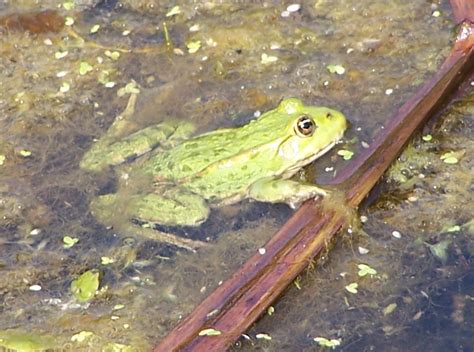 The impact of marsh frogs: The impact of marsh frogs