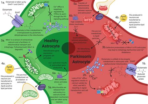 Frontiers | Mitochondrial Dysfunction in Astrocytes: A Role in Parkinson’s Disease?