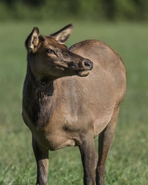 Female Elk stock photo. Image of agile, alert, looking - 101645114