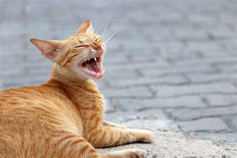 Cat Sneezing in Wilton Manors, FL: Causes and How to Help