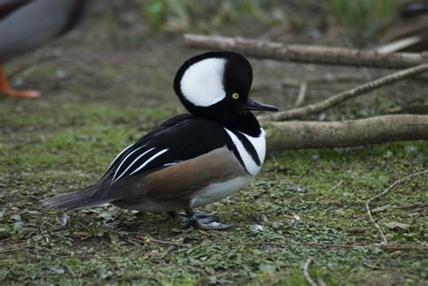 Hooded Merganser Facts, Habitat, Diet, Life Cycle, Baby, Pictures