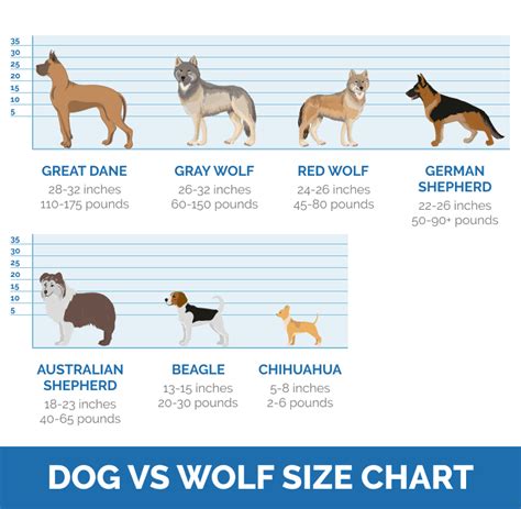 How Big Are Wolves Compared to Dogs? (Size Chart & Comparison) – Dogster