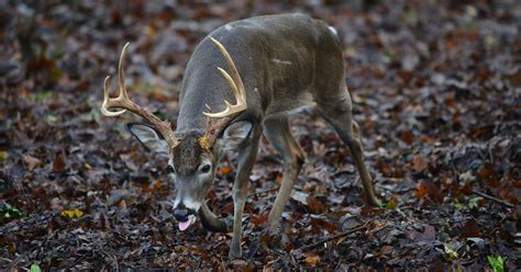 Mississippi Dept. of Wildlife to acquire 17,000 acres of land